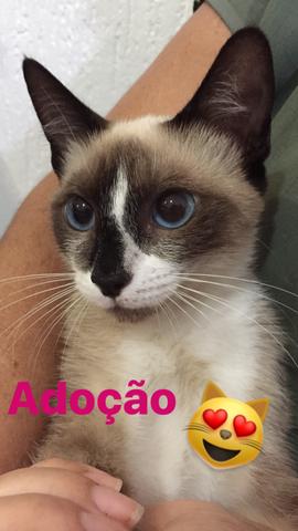 Gatinha para Adoção