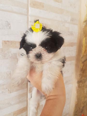Shih tzu pais kg femeas bibelo