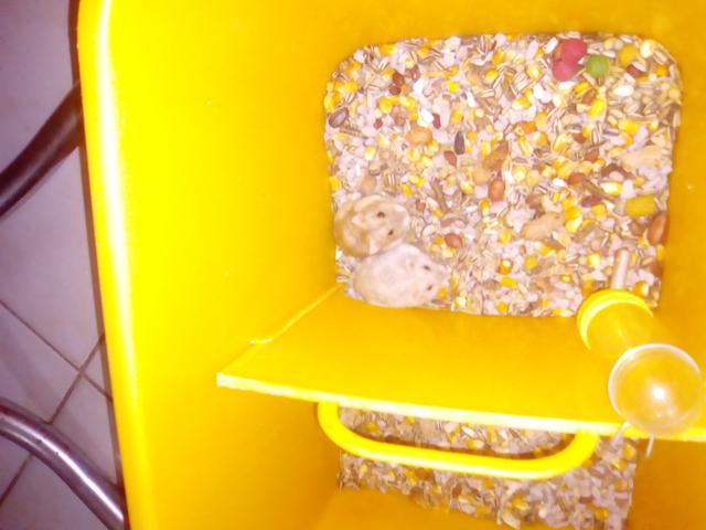 Vendo barato troco em gaiolas tambem