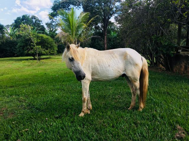 Vendo cavalo