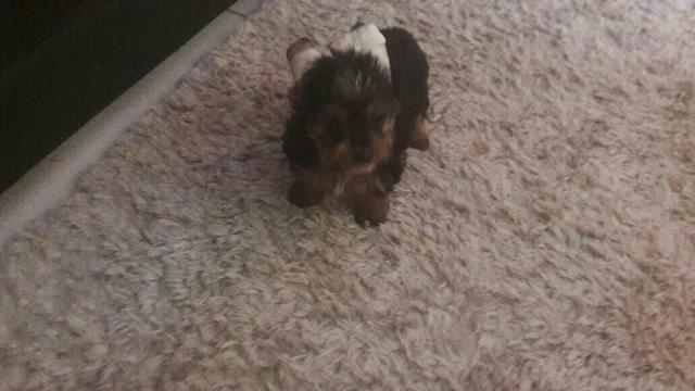 Yorkshire fêmea micro