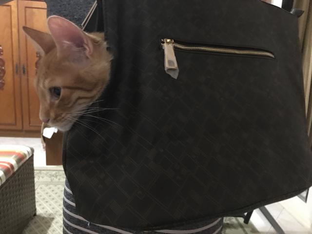 Bolsa para carregar gato ou cão