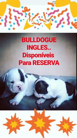 Bulldog ingles