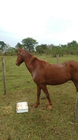 Cavalo
