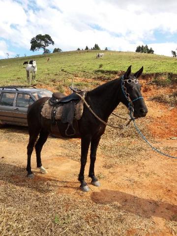 Egua Mangalarga Marchador Preta Marcha Picada