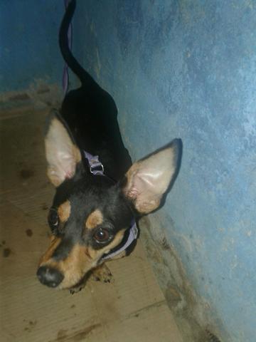 Estou vendendo esse pinscher por 120