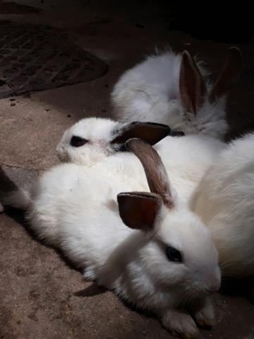 Lindos Mini coelhos