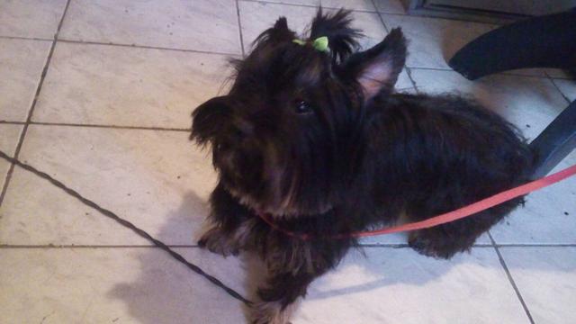 Urgente vendo linda yorkshire femêa