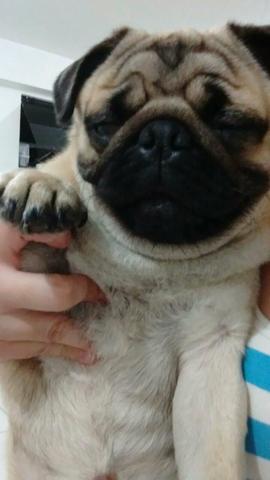 Vendo Pug