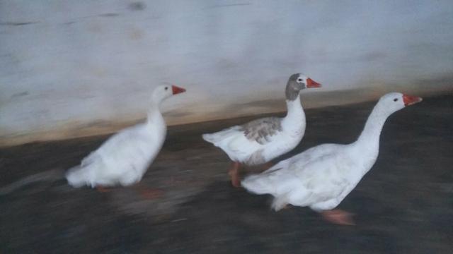 Vendo gansos