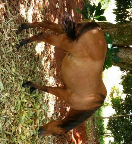 Vendo ou troco por manga larga marchador