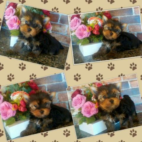 Yorkshire Terrier femea a pronta entrega linda