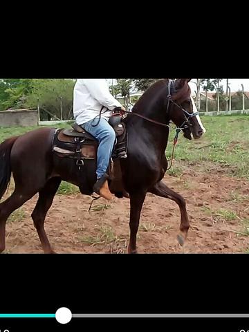 Cavalo mangalarga paulista