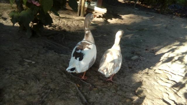 Ganso dois casal