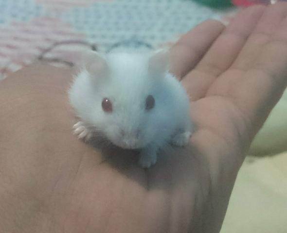 Hamster Anão Russo (Chinês) Branco - GRAVATAÍ