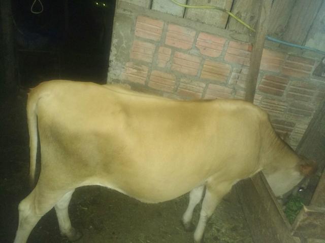 Linda novilha jercy com 1 ano