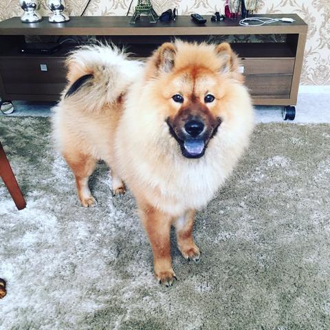 Lindo macho Chow Chow e super saudável