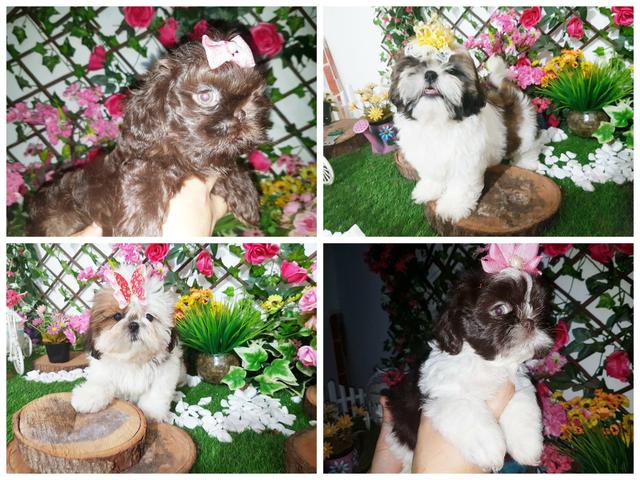 Lindos Bebês de Shih Tzu Mini Padrão Espetacular