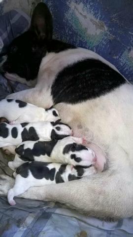 Lindos machos de bulldog frances