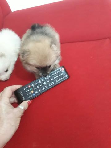 Lulu pomerania ou (Spitz alemão anão)