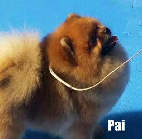 Macho de Spitz Alemão com excelente pedigree