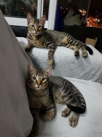 Meninos tigrados para adoção