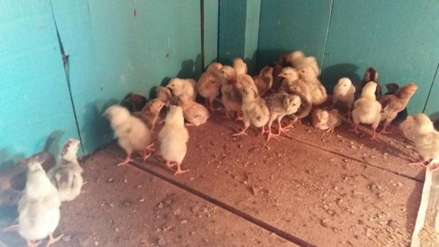 Pintos indio gigante