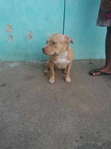 Pitbull fêmea com 6 mês