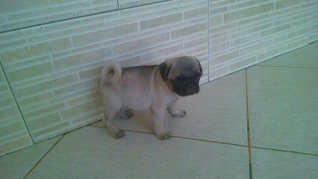 Pug fêmea com pedigree