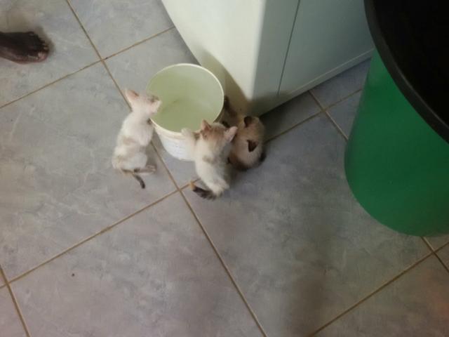 Três Gatinhas pra doação