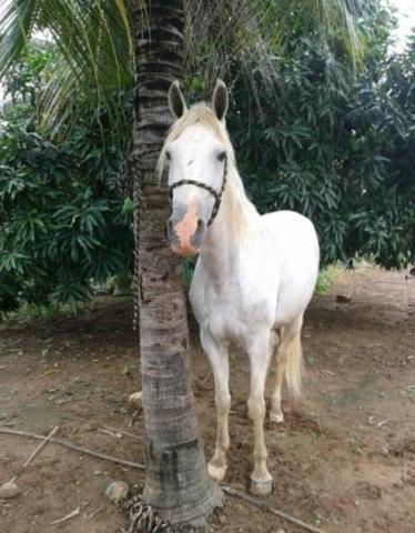 Vendo esse cavalo com a carroça a carroça com tem freios muito conservada
