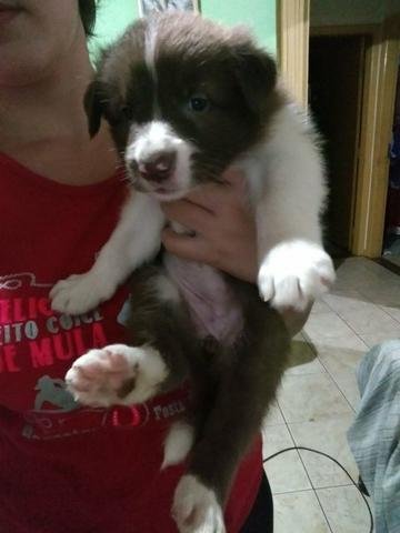 Border collie femea
