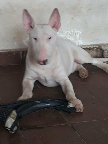 Bull terrier macho com pedigree