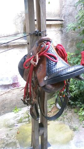 Cela australiana semi nova