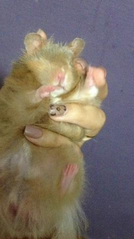 Hamster baby angorá