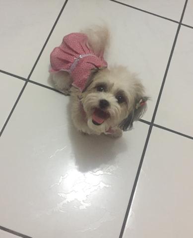 Linda Shih tzu fêmea educada e carinhosa