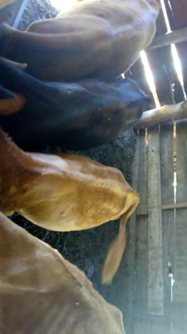 Lote de terneiros cruzados