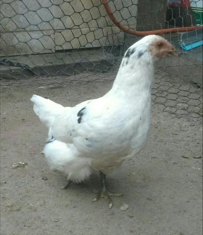 Mini galinha de raça