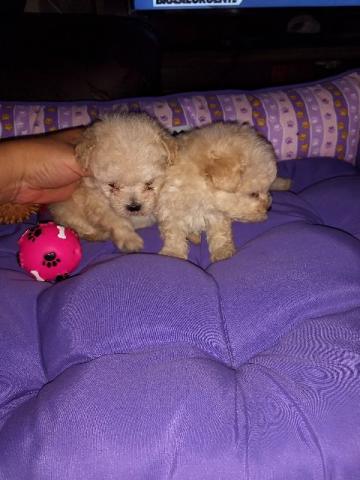 Poodle mini toy fêmea e macho (12x no cartão de credito)