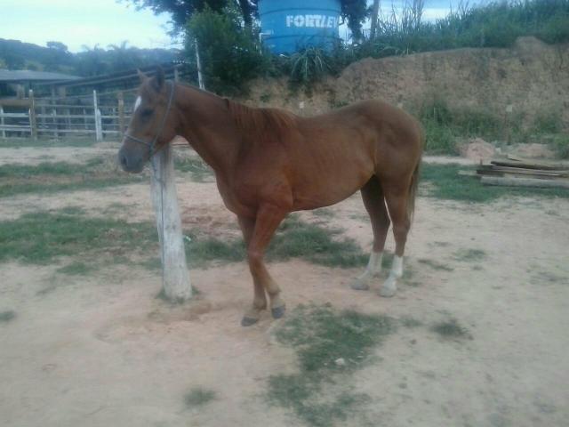 Quarto de milha raça do animal