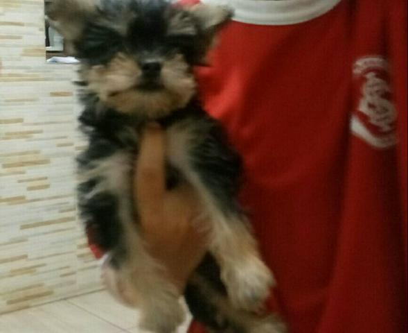 YORKI MINI macho com 65 dias desverminados com a primeira vacina importada 500 reais