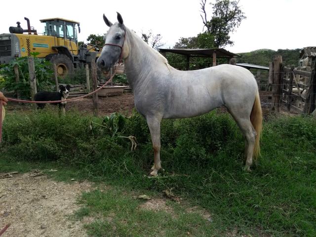 Égua Mangalarga marchador
