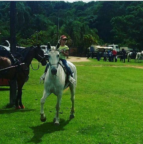 Égua mangalarga marchador