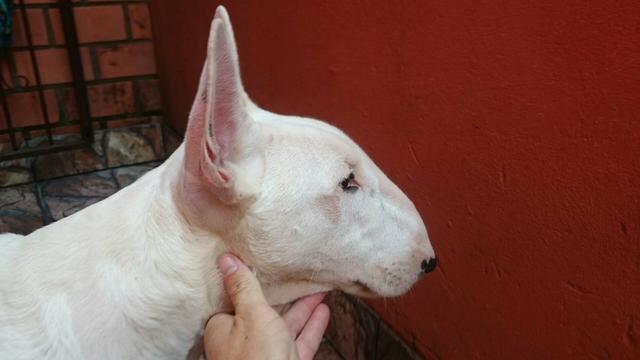 Bull Terrier