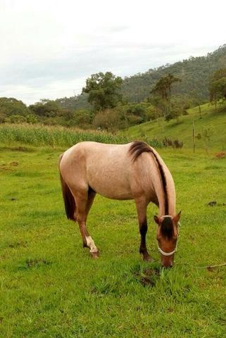 Cavalo crioulo