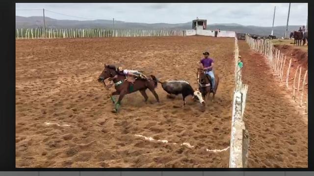 Cavalo de esquerda muito bom