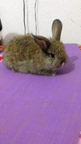 Coelho Anão Fêmea