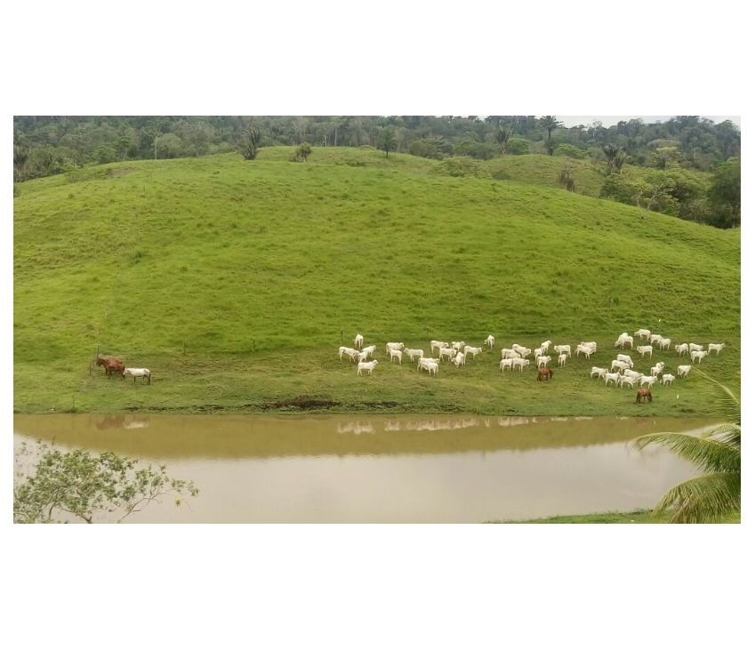 Fazenda com 70 ha na Região de Itabuna-BA Fazenda