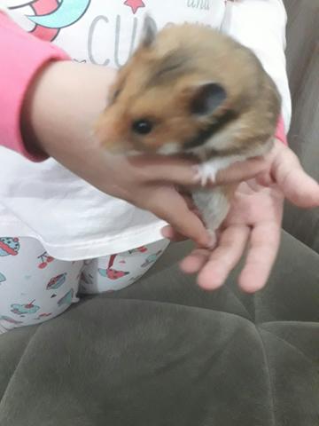 Hamster