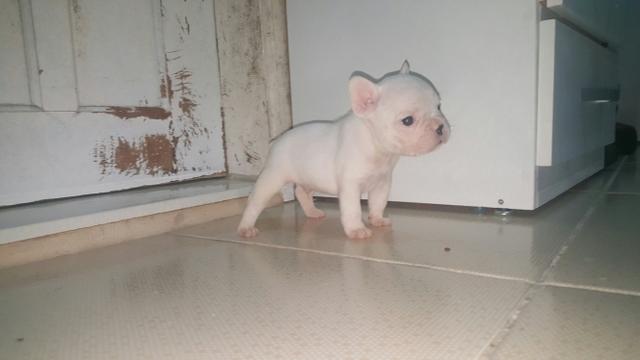 Machinhos bulldog frances